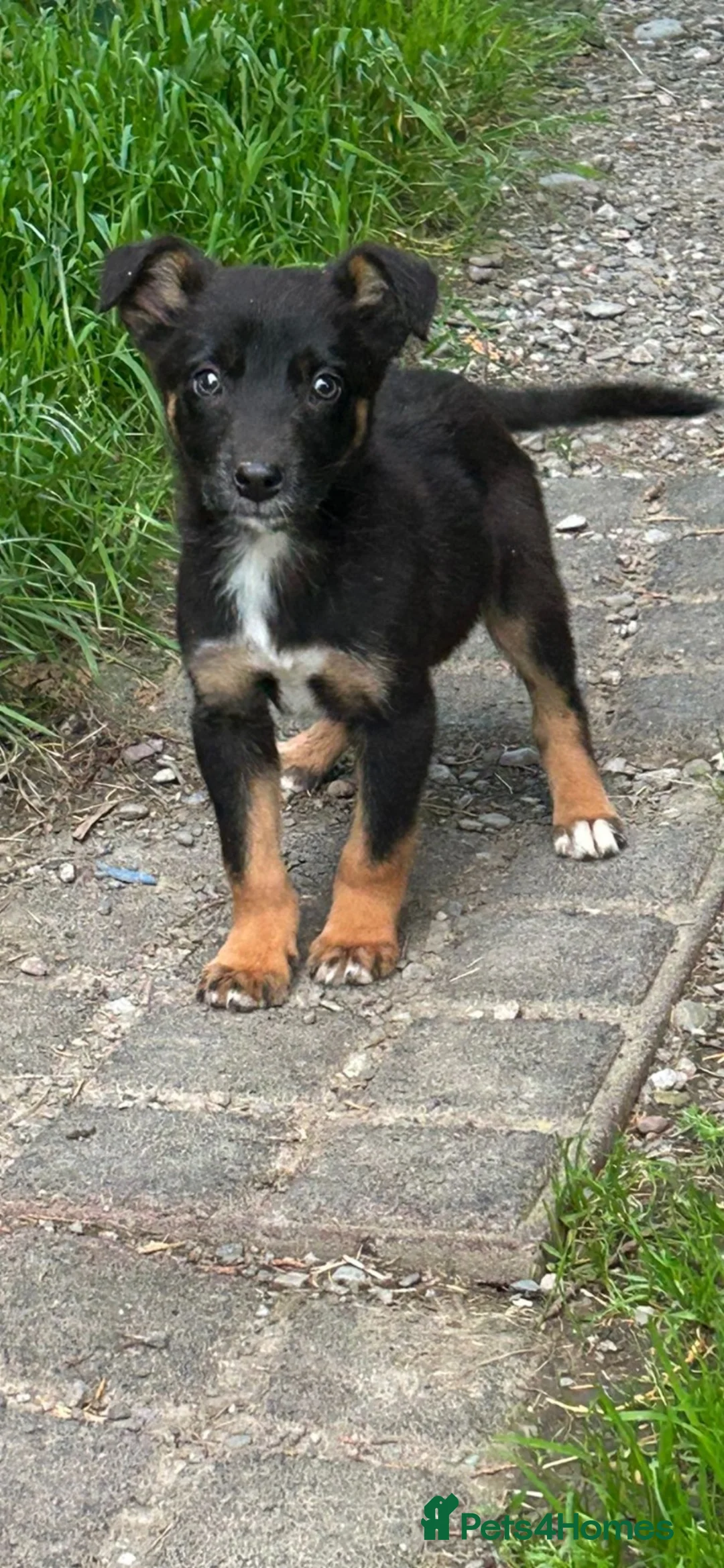 Mixed Breed dogs for sale: Kepie X collie pups for sale!!! - Advert 2