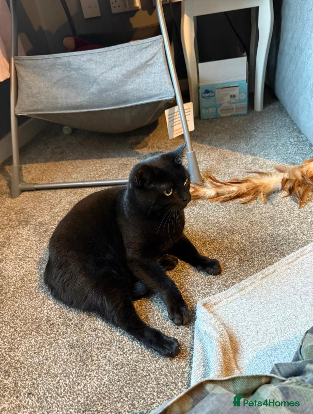 British Shorthair cats for sale: Beautiful female cat - Advert 1