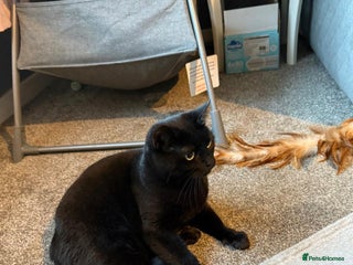 British Shorthair cats Beautiful female cat - Advert 5