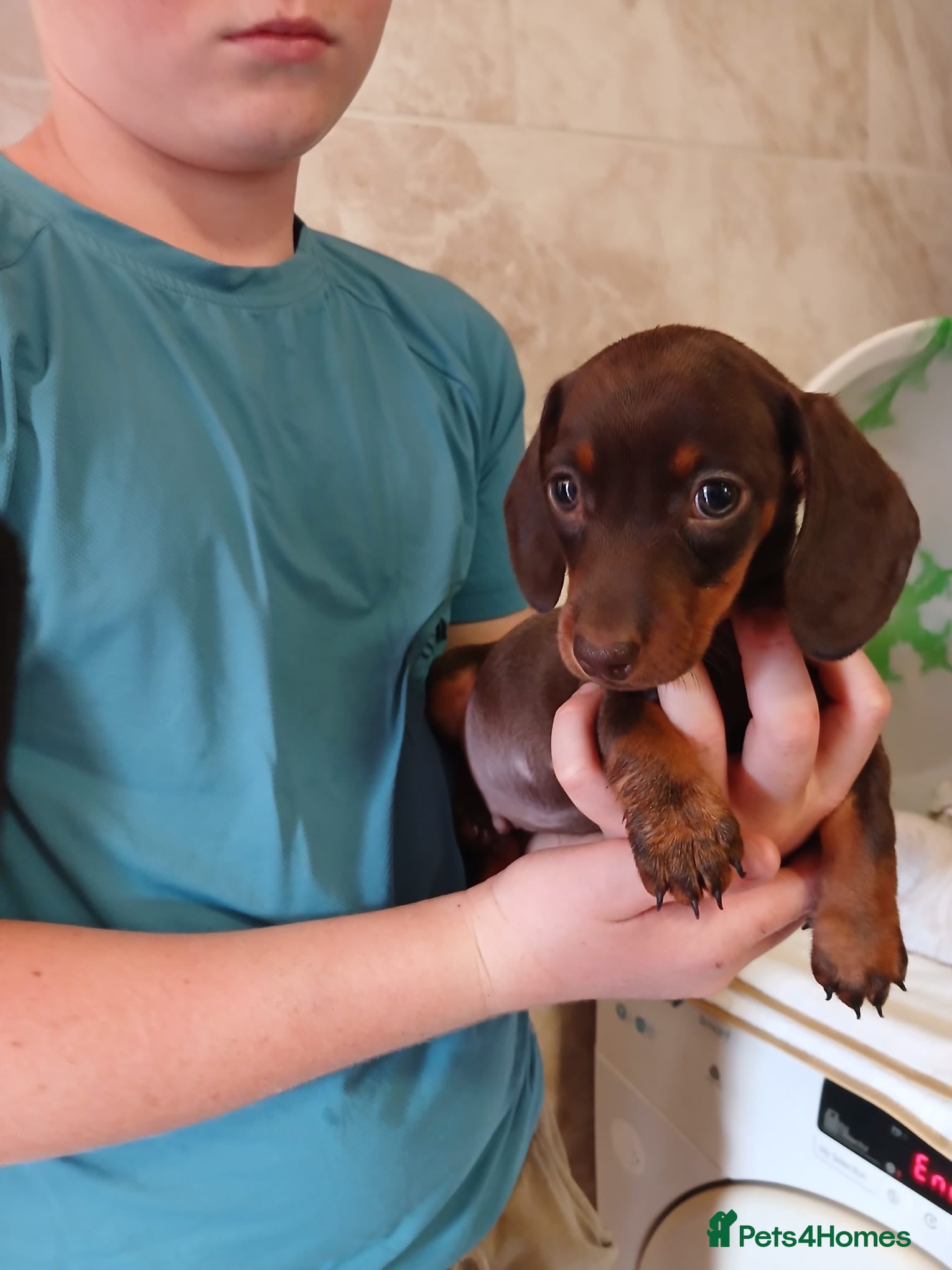 Dachshund dogs Miniature dachsands - Advert 20