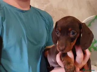 Dachshund dogs Miniature dachsands - Advert 1