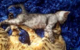 Bengal cats for sale: Silver bengal kitten  - Image 9