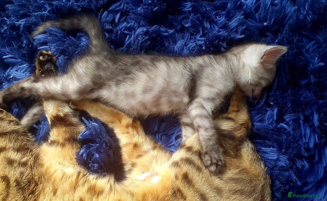 Bengal cats for sale: Silver bengal kitten  - Image 9