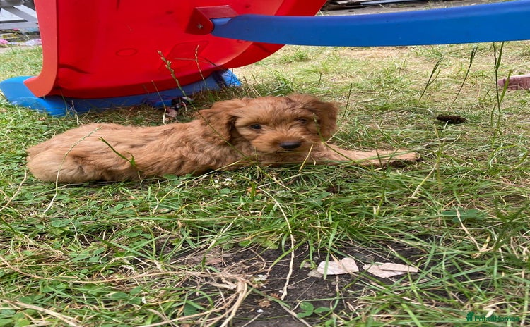 Cavapoo dogs - Advert 2