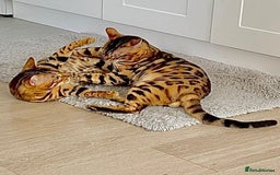 Bengal cats for sale: Young Bengals Males & Females - Image 14