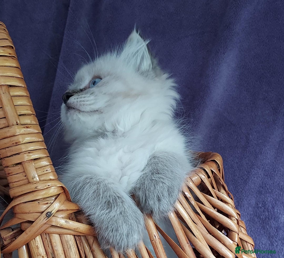 Siberian cats for sale: Siberian kittens for sale  - Image 12