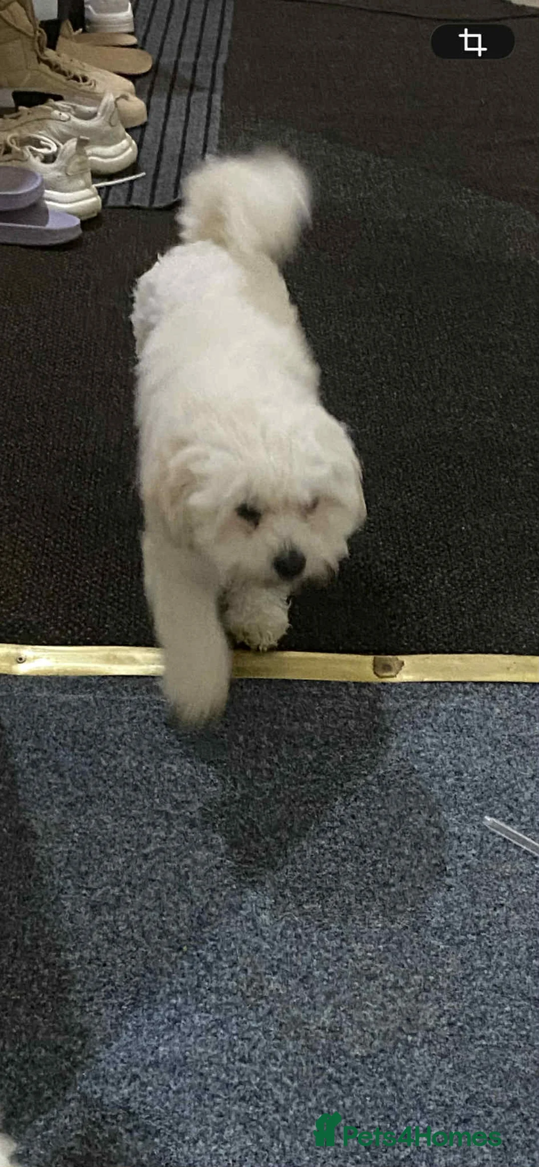 Maltese dogs for sale: Bichon Maltese  - Advert 6