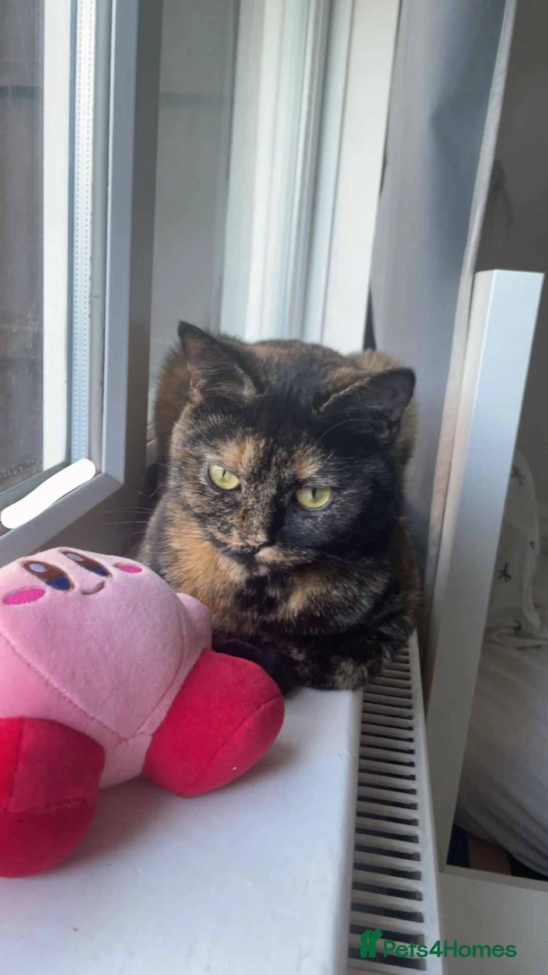 British Shorthair cats for sale: British shorthair tortoiseshell  in London - Advert 5