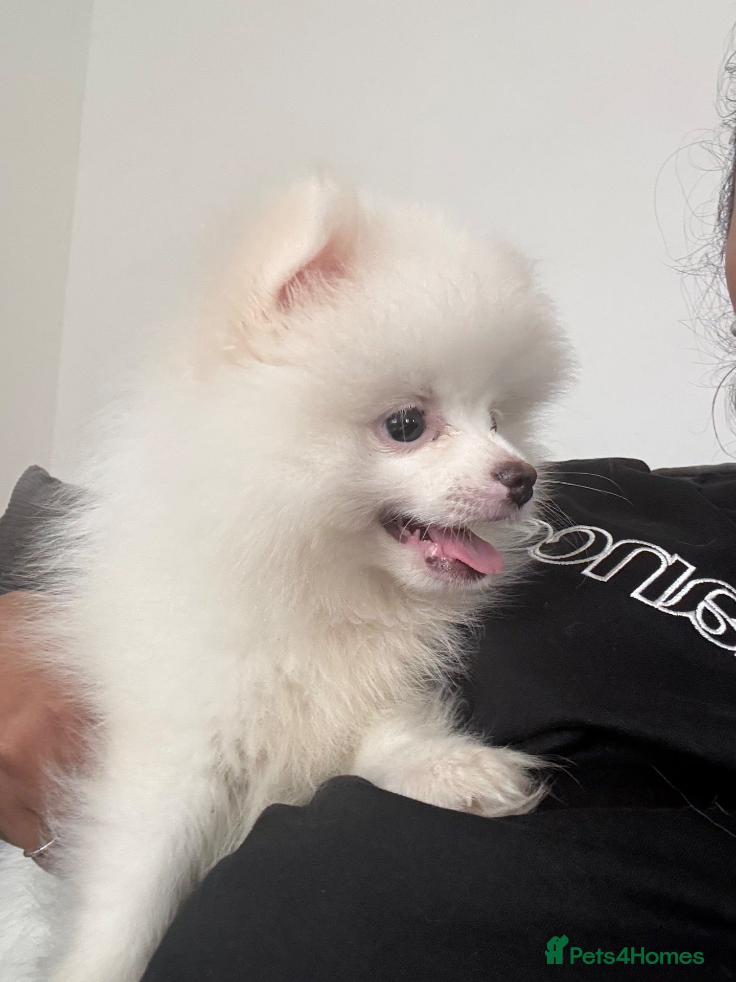 Pomeranian dogs Beautiful Pomeranian boy  - Advert 1