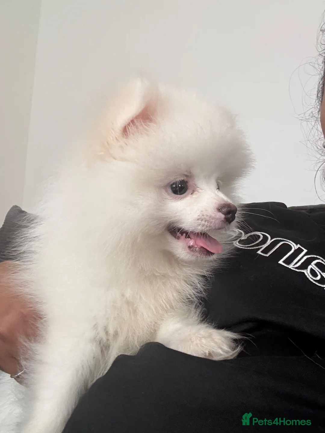 Pomeranian dogs for sale: Beautiful Pomeranian boy  in Warwick - Advert 1