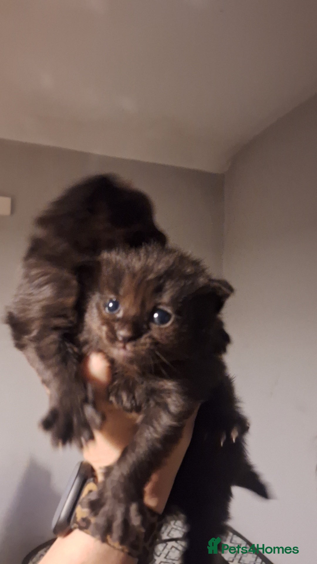 Ragdoll cats for sale: Ragdoll x Bombay  - Advert 4