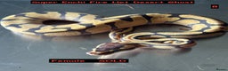 Python Snake reptiles for sale: Baby Ball Python's - Advert 3