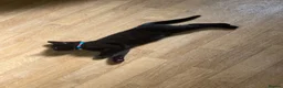 Mixed Breed cats for sale: Beautiful Male Mixed Breed Cat - Advert 4