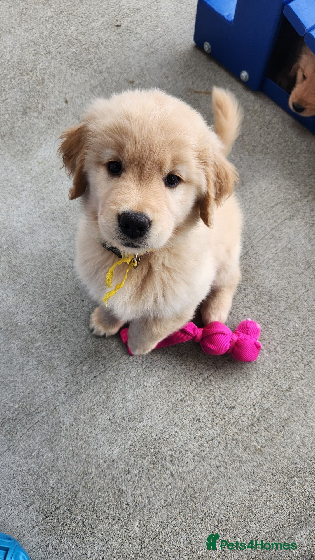 Golden Retriever dogs for sale: Home Coming Golden Retrevier Puppies. - Image 8