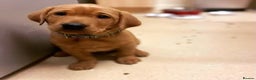 Labrador Retriever dogs for stud: PROVEN KC Health Tested Fox Red Labrador for Stud in Farnborough - Advert 13