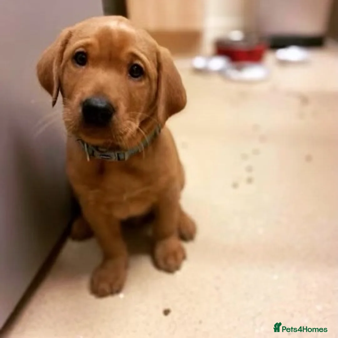 Labrador Retriever dogs for stud: PROVEN KC Health Tested Fox Red Labrador for Stud in Farnborough - Advert 13