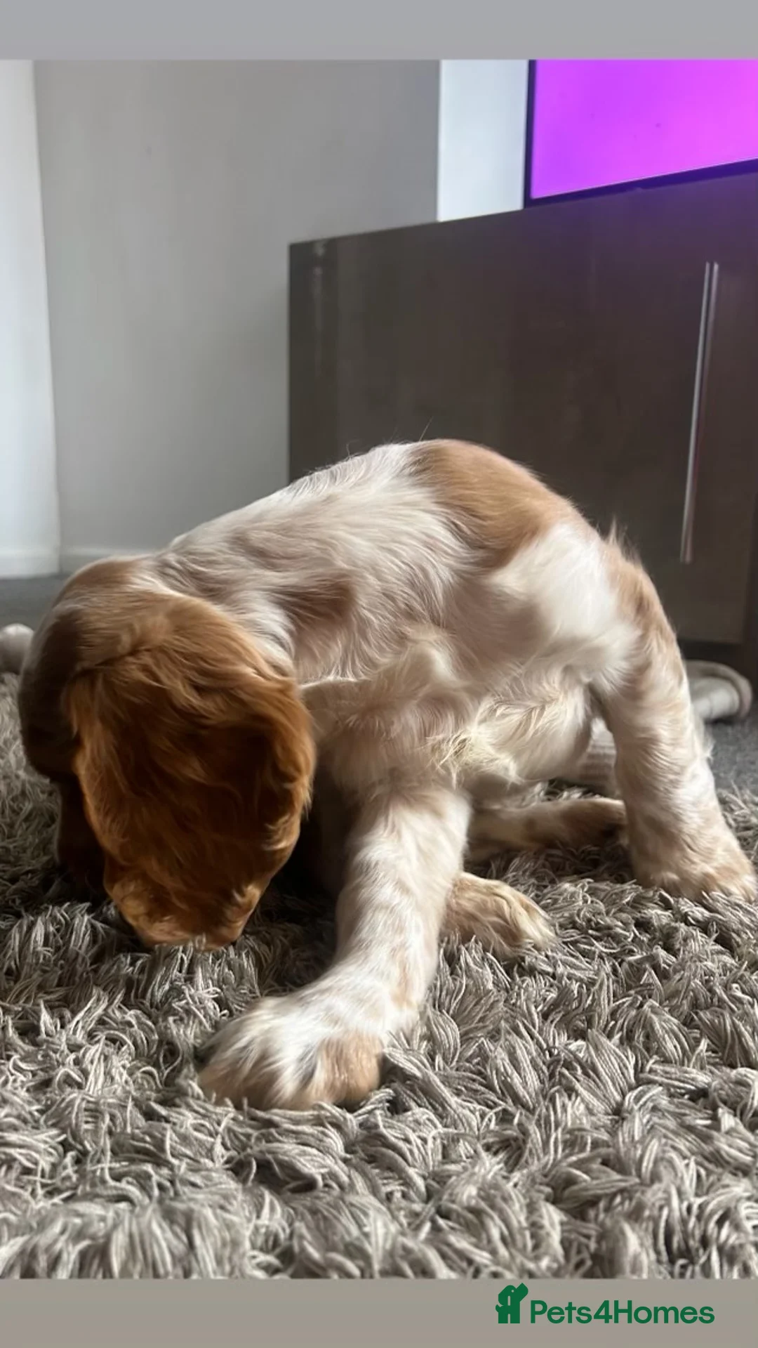 Cocker Spaniel dogs for sale: Male Cocker Spaniel - Advert 3