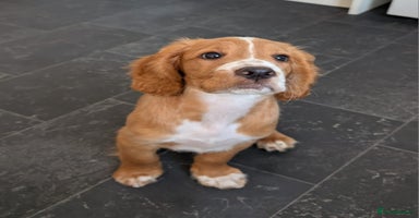 English Springer Spaniel dogs - Advert 16