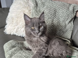 Maine Coon cats Stunning solid blue maine coon kitten - Advert 12