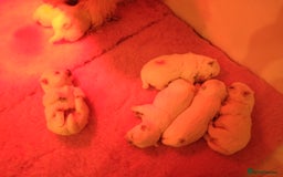 West Highland Terrier dogs for sale: Gorgeous KC registered Westie pups - Image 13