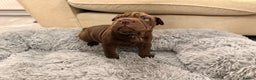 Mixed Breed dogs for sale: Bullpei Puppies 🐶 Purple One Left  - Advert 1
