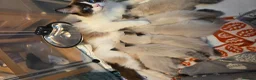 Ragdoll cats for sale: Chunky cuddly ragdoll pedigree kittens - Advert 3