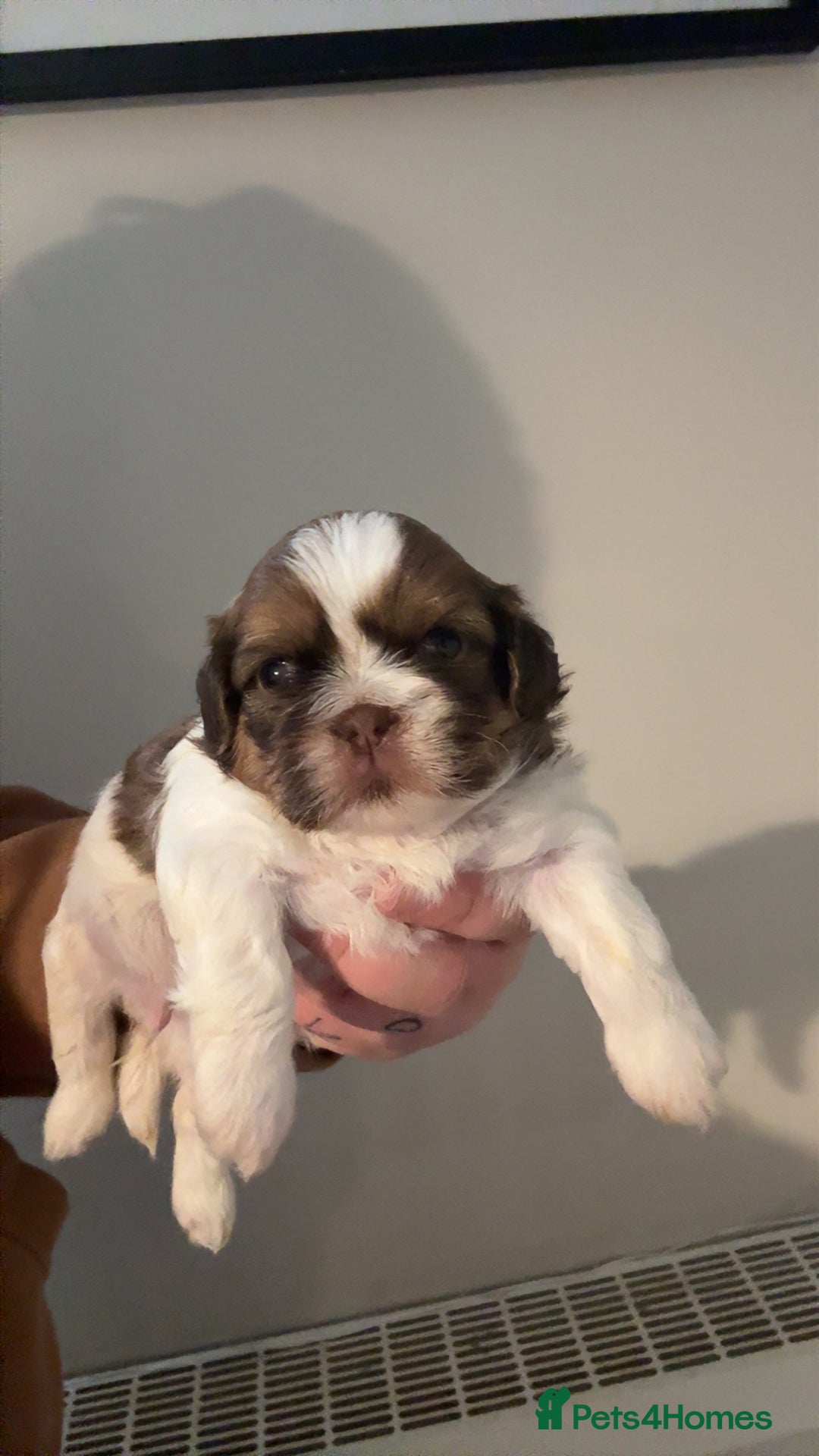 Shih Tzu dogs for sale: Shih Tzu pups  - Advert 5