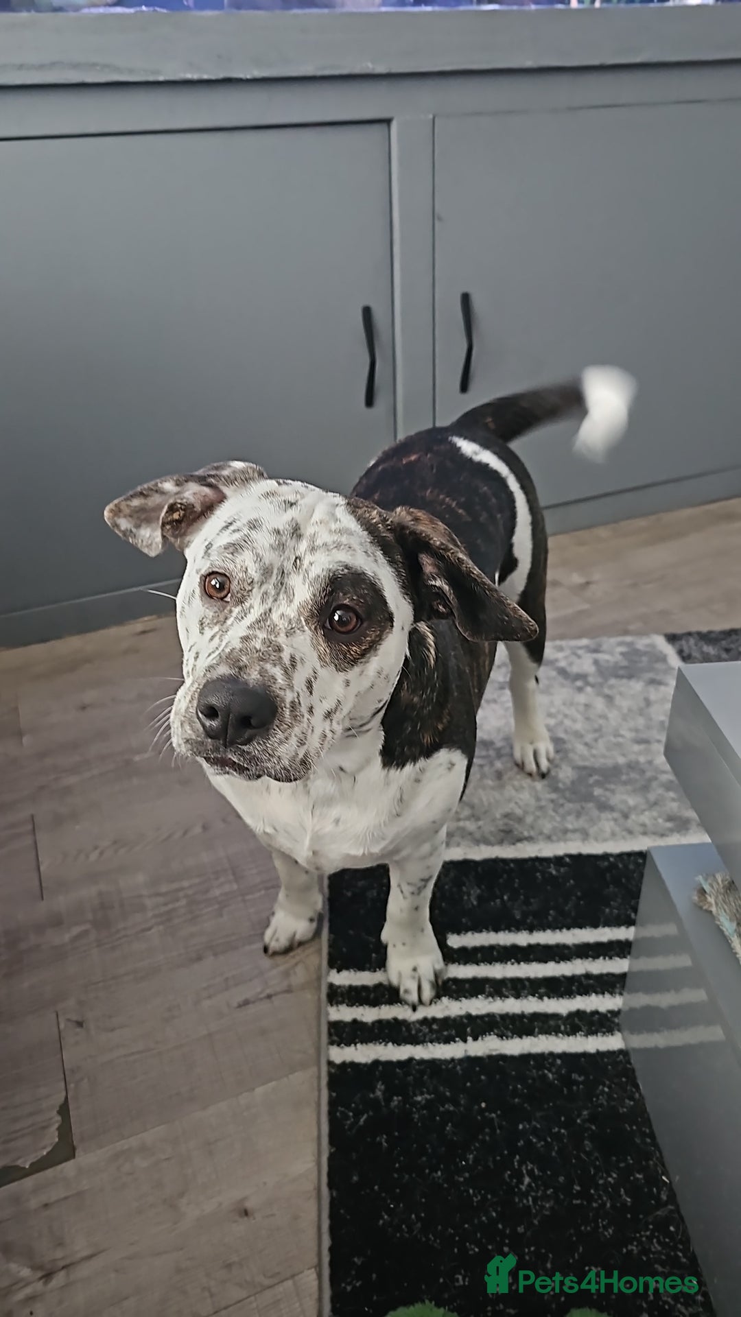 Mixed Breed dogs for sale: 2yr old Male for sale - Advert 5