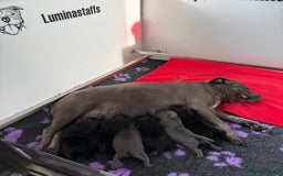 Staffordshire Bull Terrier dogs for sale: KC Registered Mr T & Luminastaffs Puppies - Image 15
