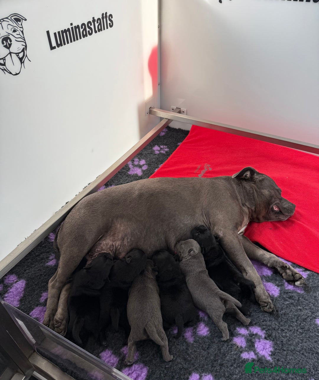 Staffordshire Bull Terrier dogs for sale: KC Registered Mr T & Luminastaffs Puppies - Image 15