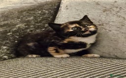 Mixed Breed cats for sale: Beautiful British shorthair kittens - Image 10