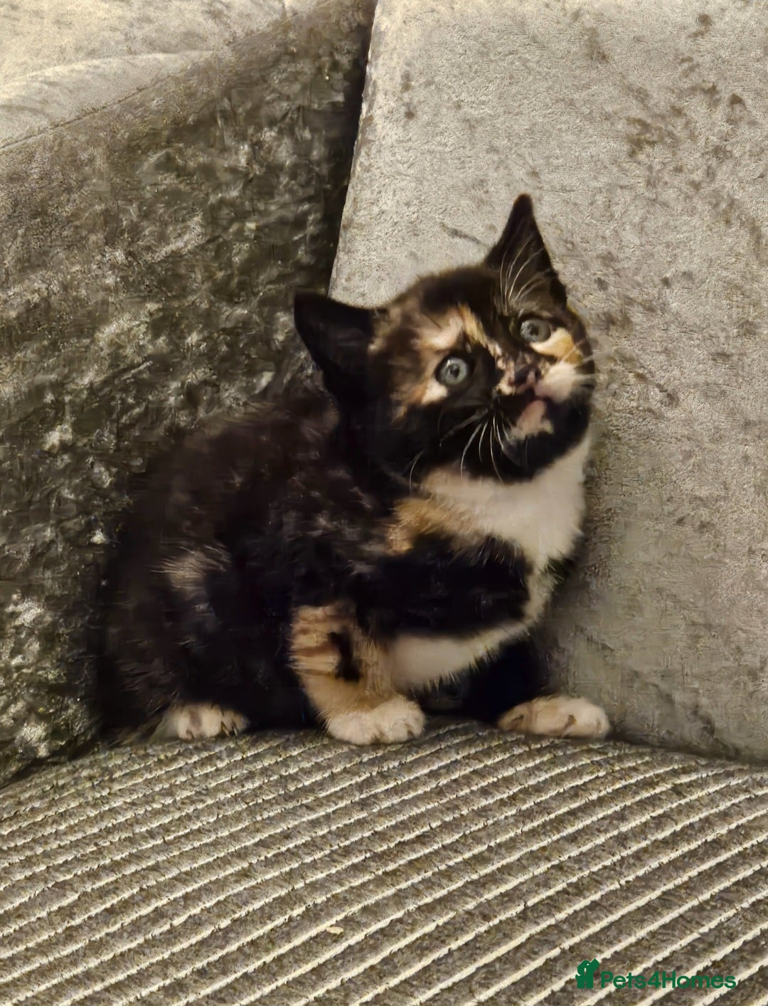 Mixed Breed cats for sale: Beautiful British shorthair kittens - Image 10