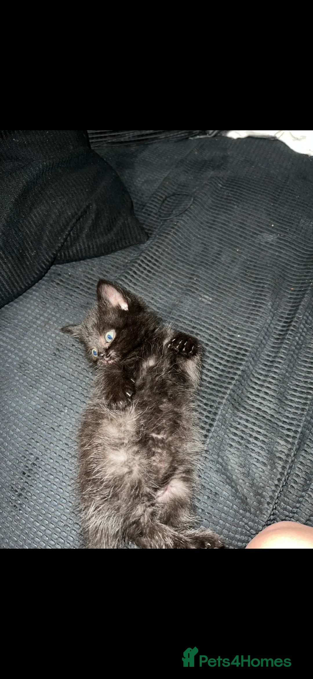 British Shorthair cats for sale: 2 Male British Shorthair kittens  - Advert 4