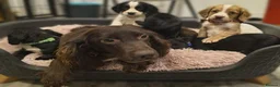 Cocker Spaniel dogs for sale: Working Cocker Spaniel Puppies Ready for Homes - Advert 1