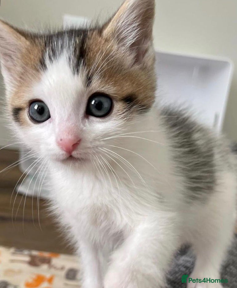 Mixed Breed cats Kitten available now  - Advert 4