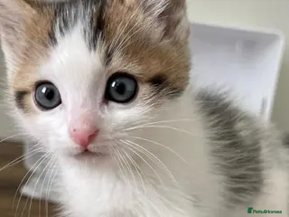 Mixed Breed cats Kitten available now - Advert 4