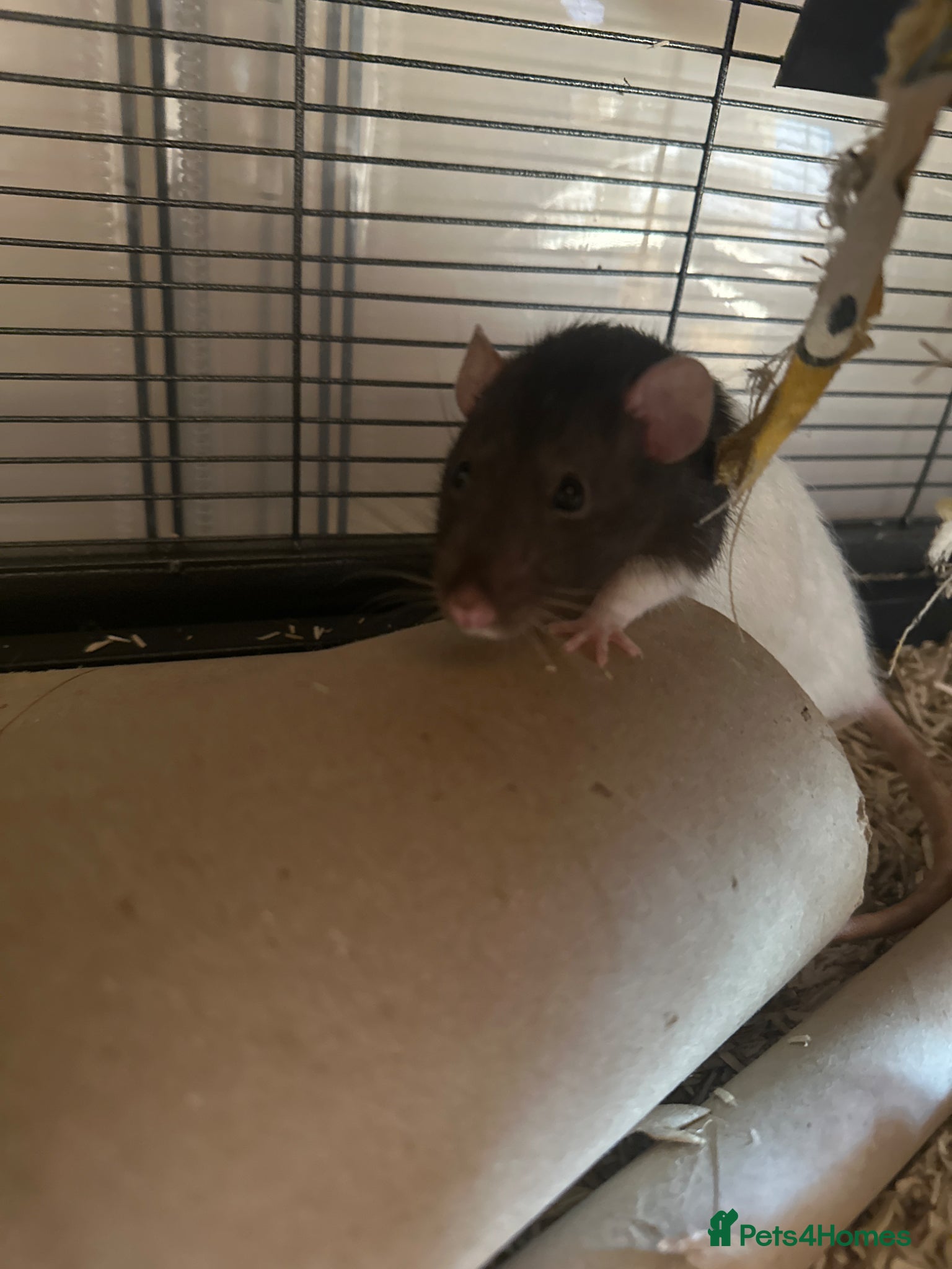 Rat rodents Fancy rats for sale 2 boys - Advert 2