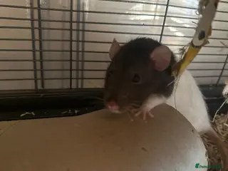 Rat rodents Fancy rats for sale 2 boys - Advert 1