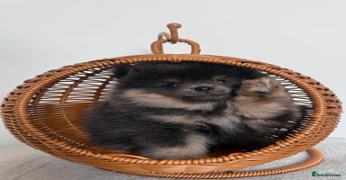 Pomeranian dogs - Advert 2