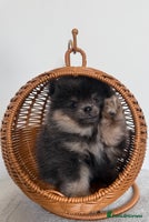 Pomeranian dogs - Advert 1