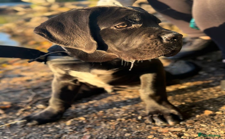 Cane Corso dogs - Advert 1