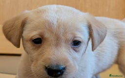 Labrador Retriever dogs for sale: Stunning litter of Labrador retriever pups  - Advert 13