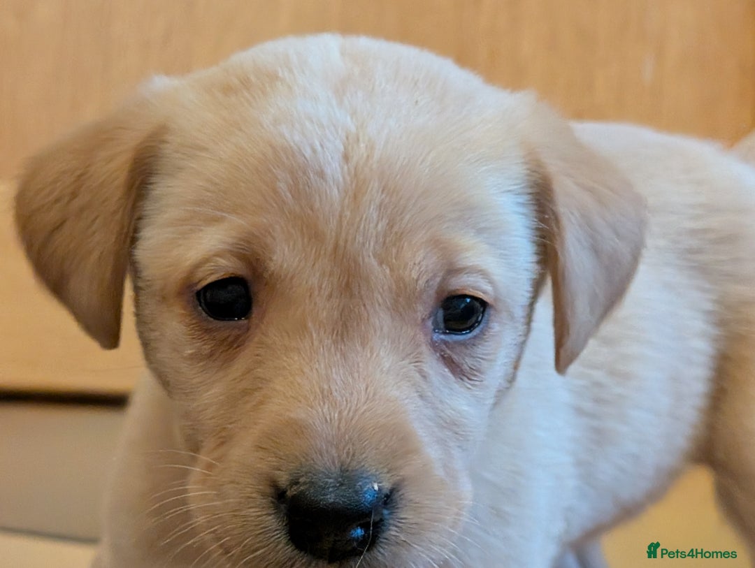 Labrador Retriever dogs for sale: Stunning litter of Labrador retriever pups  - Advert 13