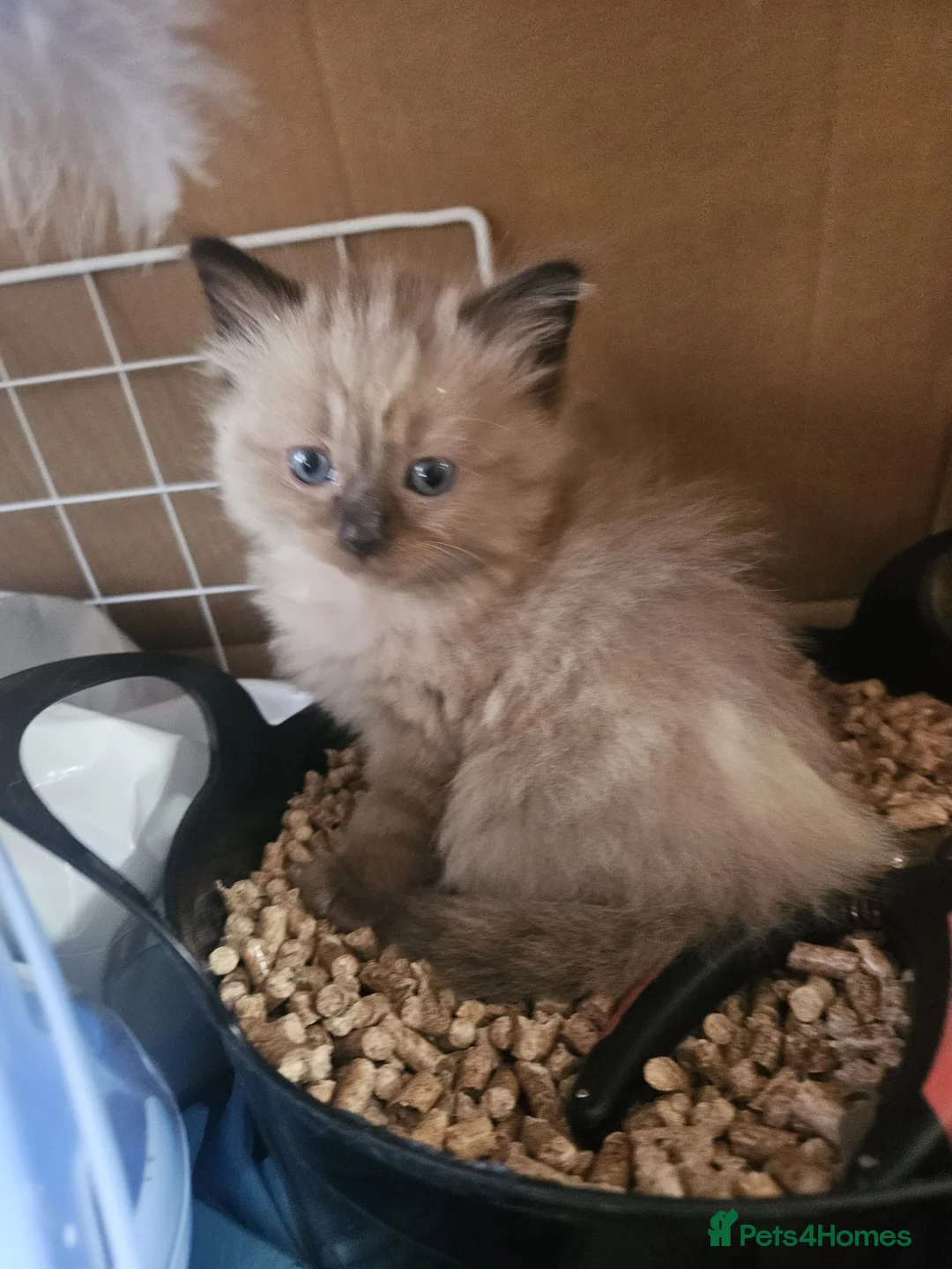 Ragdoll cats for sale: Litter of healthy chunky Ragdolls - Advert 2