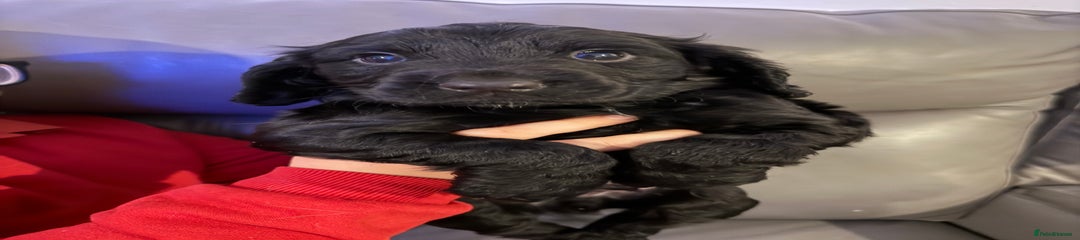 Cocker Spaniel Puppy 1