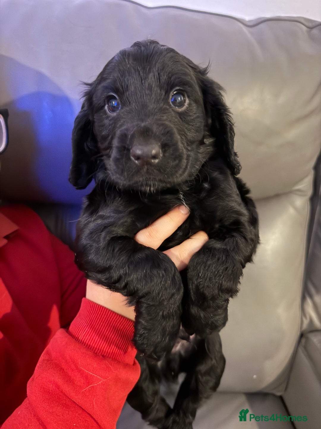 Cocker Spaniel dogs for sale: Puppies Cocker spaniel for sale - Advert 4