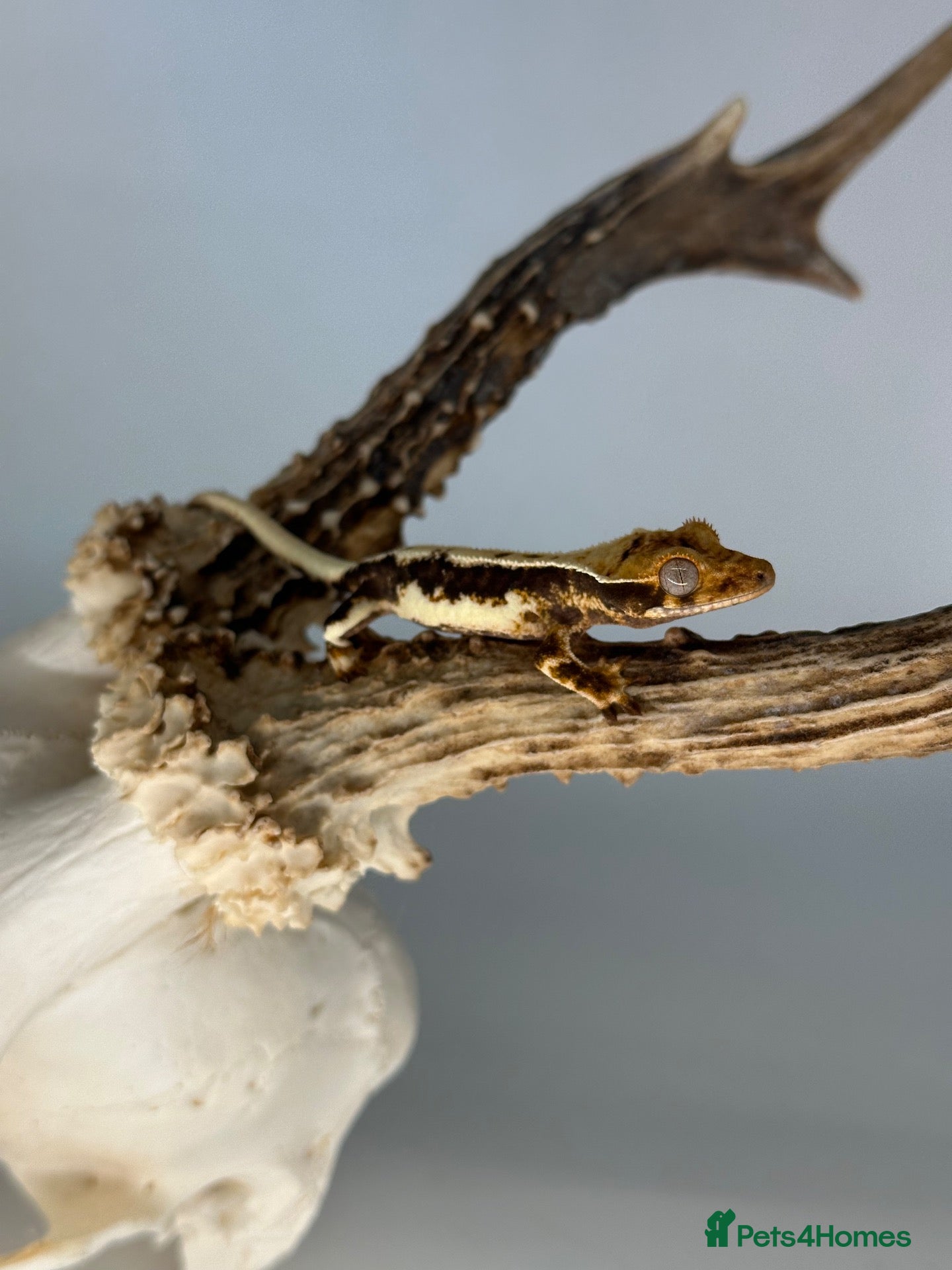 Gecko reptiles for sale: Baby Lilly white & harlequin crested geckos  - Advert 3