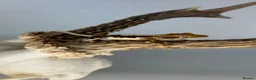 Gecko reptiles for sale: Baby Lilly white & harlequin crested geckos  - Advert 1