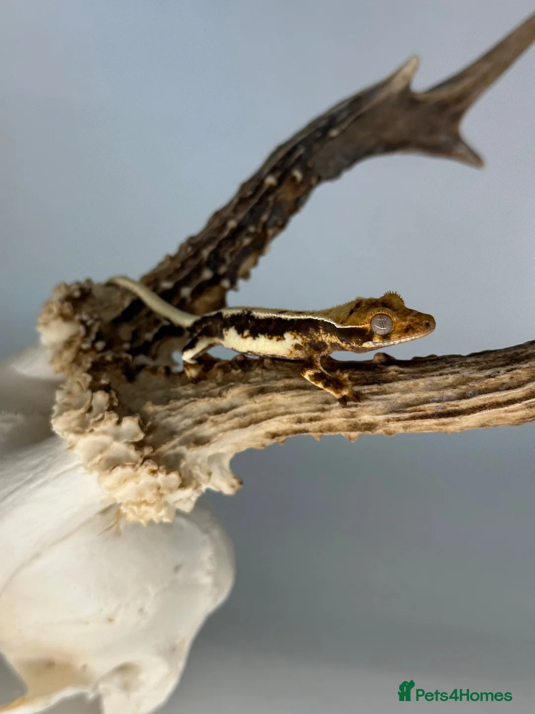 Gecko reptiles for sale: Baby Lilly white & harlequin crested geckos  - Advert 1