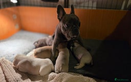 Mixed Breed dogs for sale: French bulldog x Chihuahua puppies - Image 18